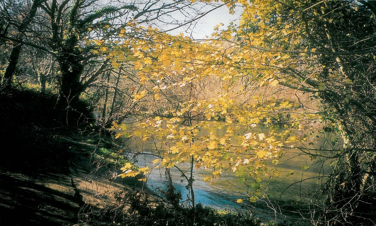 Naturaleza y Entorno · Rasines